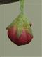  Floral Bud with calyx and corolla